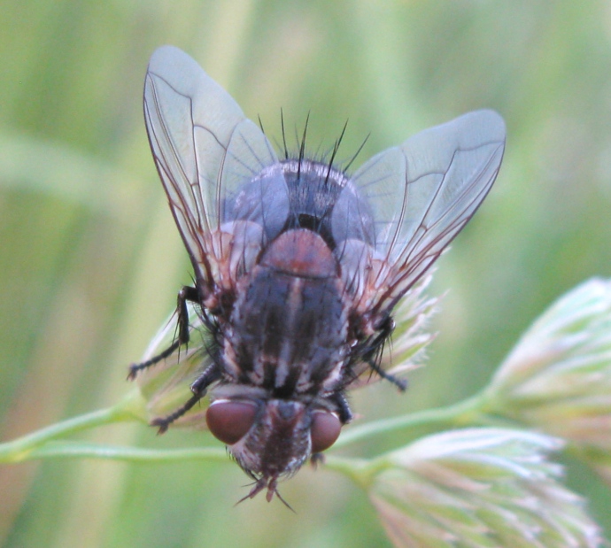 Calliphoridae da determinare 1 ?