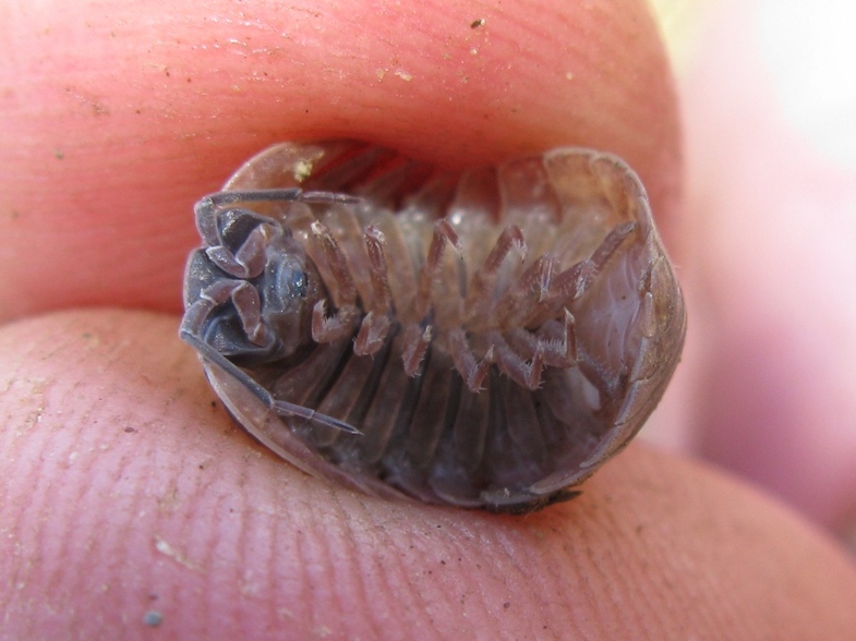 Isopode da identificare? 4