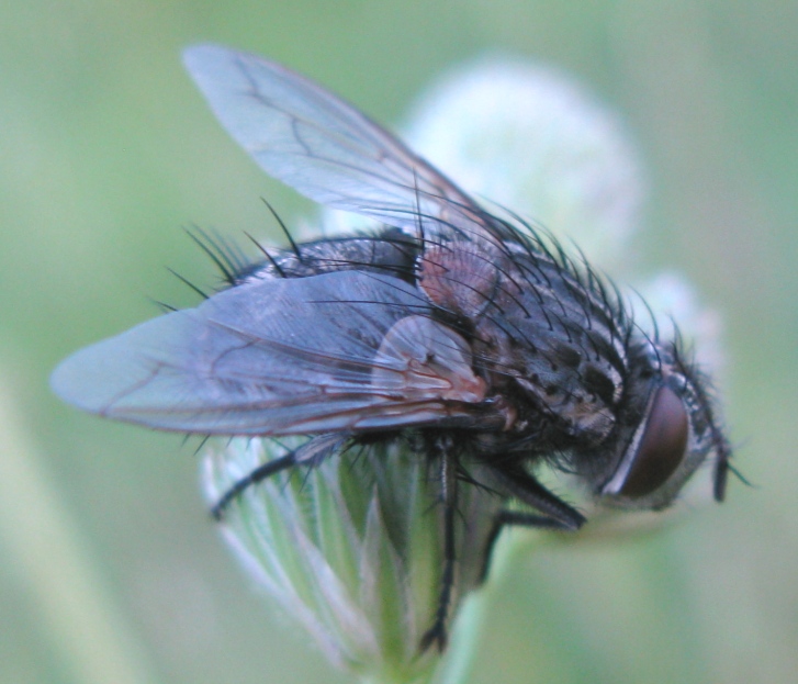 Calliphoridae da determinare 1 ?