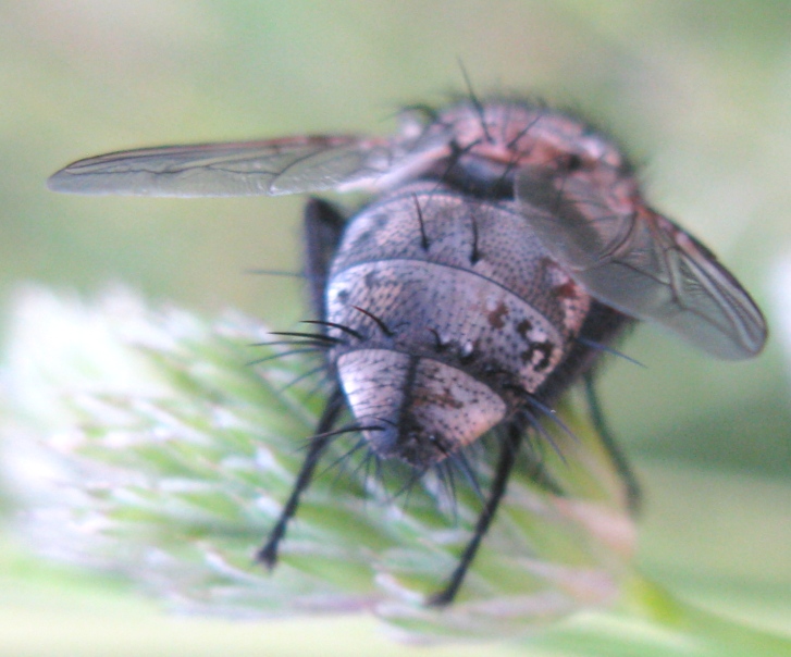 Calliphoridae da determinare 1 ?