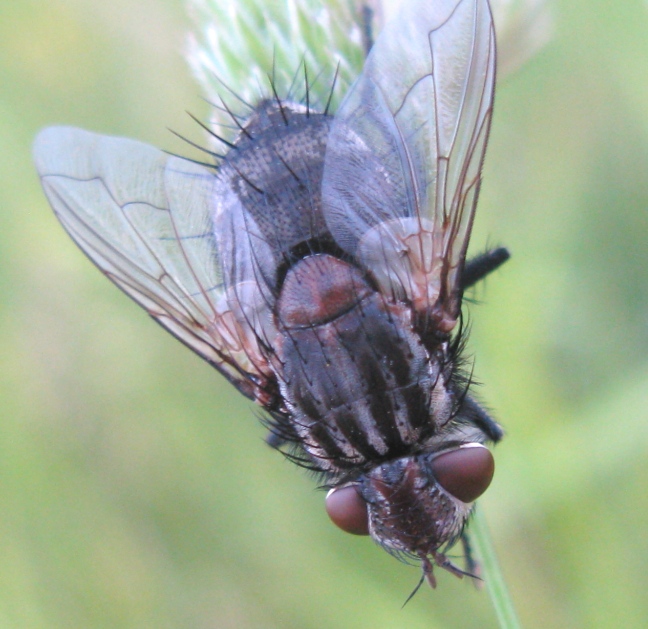 Calliphoridae da determinare 1 ?