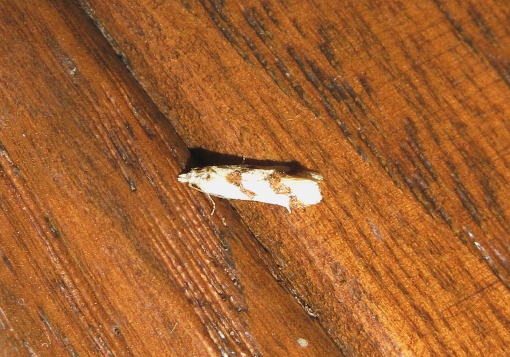 Aethes bilbaensis, Tortricidae