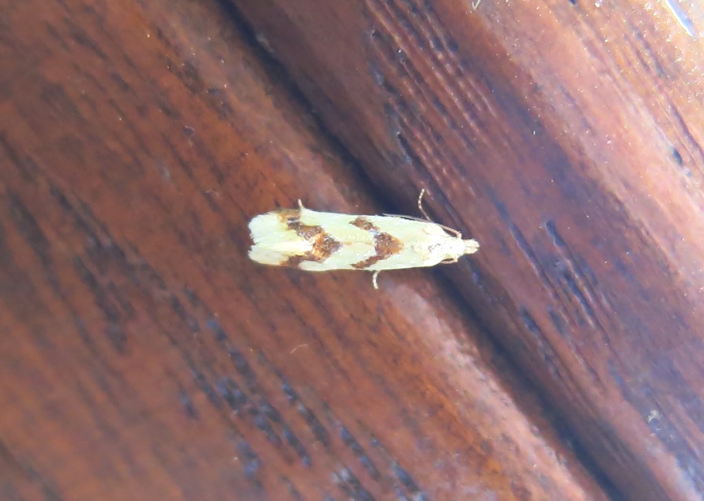 Aethes bilbaensis, Tortricidae