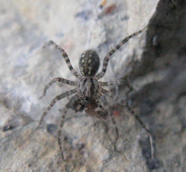 Malthonica cf. silvestris - Acquapendente (VT)