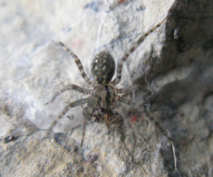 Malthonica cf. silvestris - Acquapendente (VT)