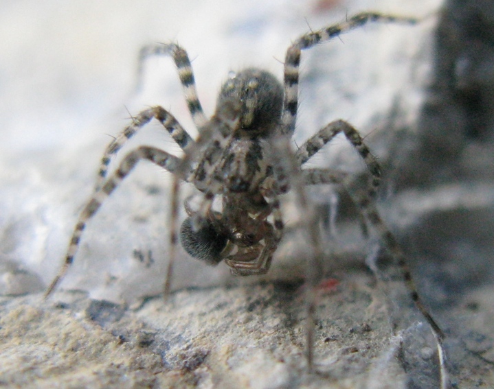 Malthonica cf. silvestris - Acquapendente (VT)