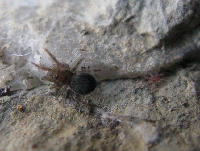 Lathys stigmatisata (Dictyinidae) - Acquapendente (VT)