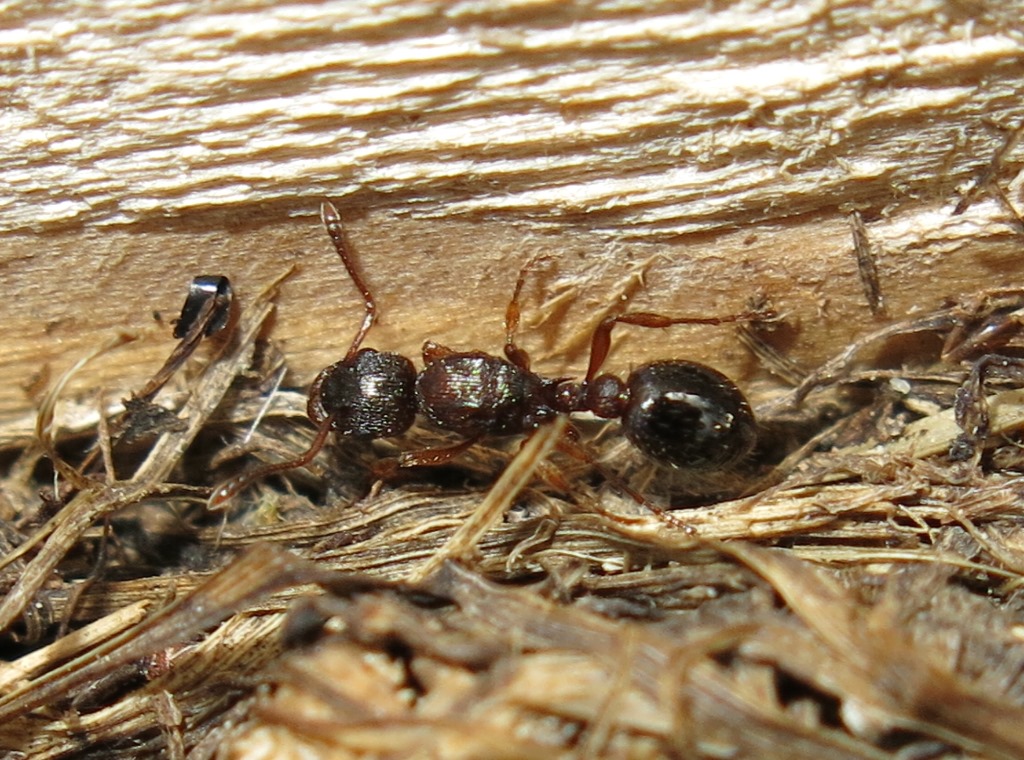 Myrmica sp., regina e operaie