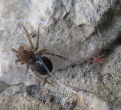 Lathys stigmatisata (Dictyinidae) - Acquapendente (VT)