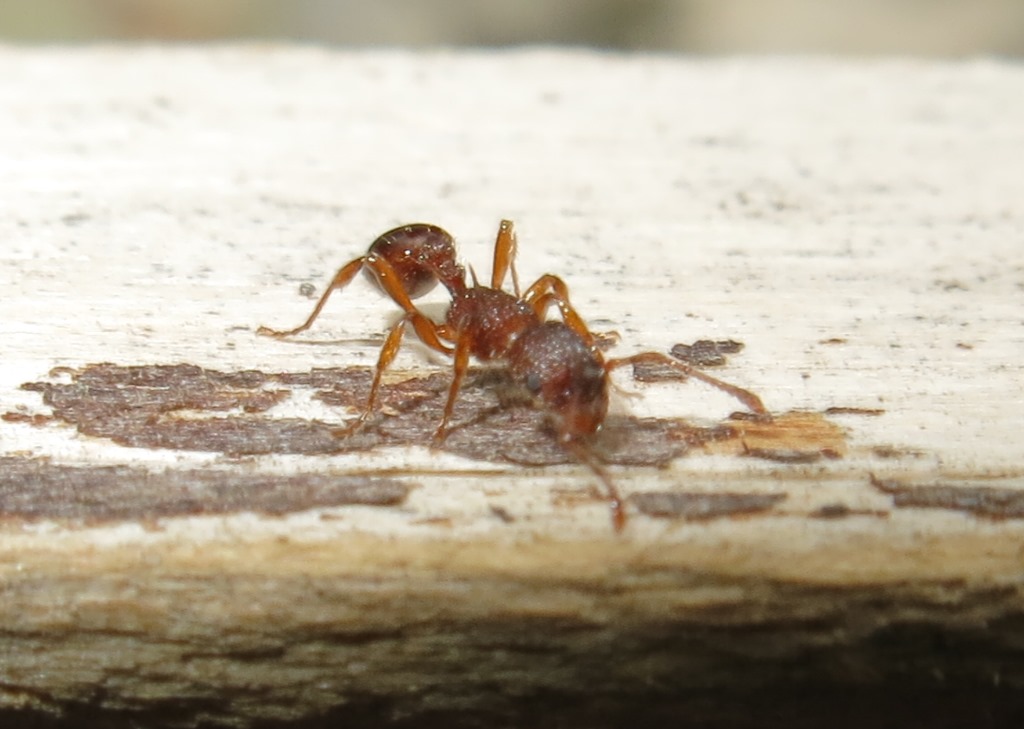 Myrmica sp., regina e operaie