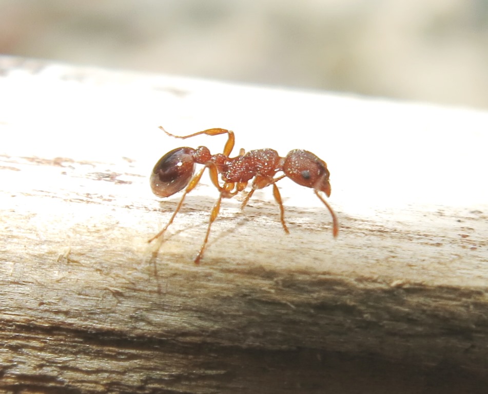 Myrmica sp., regina e operaie