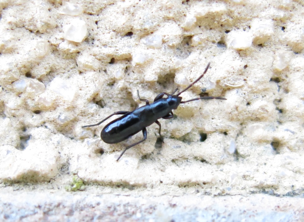 Lygaeidae: ninfa di Pterotmetus staphyliniformis