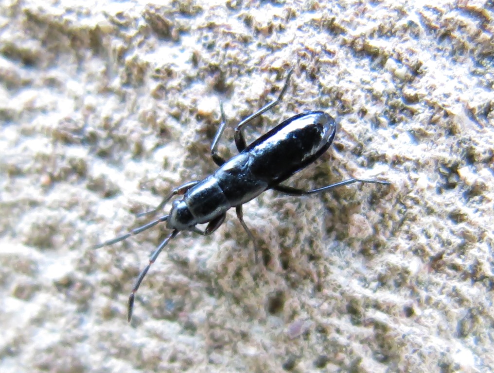 Lygaeidae: ninfa di Pterotmetus staphyliniformis