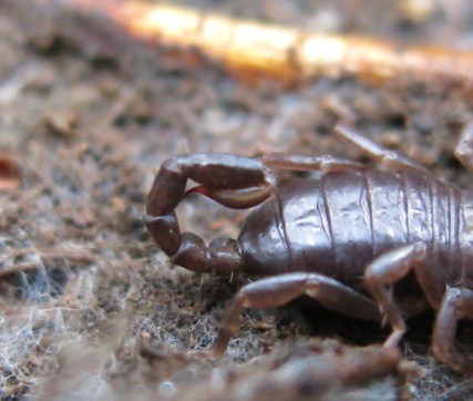Euscorpiidae da identificare 3?
