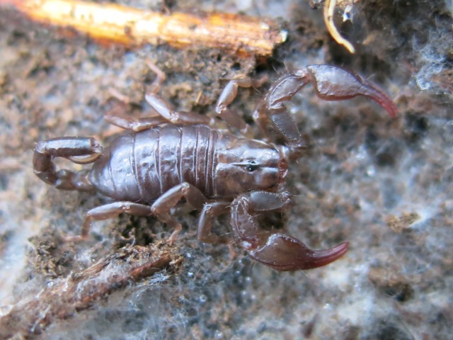 Euscorpiidae da identificare 3?