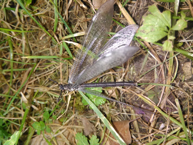 Myrmeleon formicarius (Myrmeleontidae)