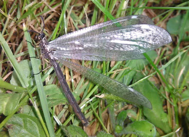Myrmeleon formicarius (Myrmeleontidae)