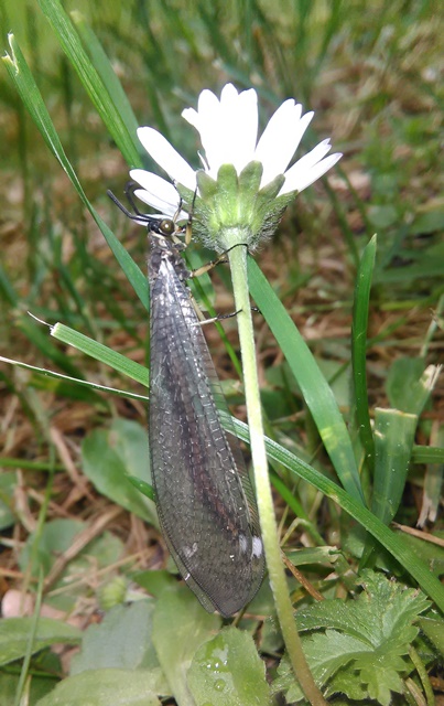 Myrmeleon formicarius (Myrmeleontidae)