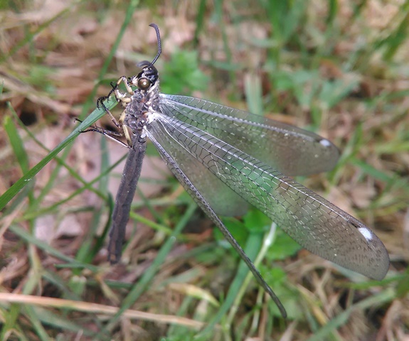 Myrmeleon formicarius (Myrmeleontidae)