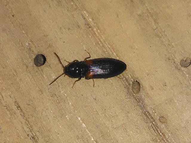Elateridae - Calambus bipustulatus