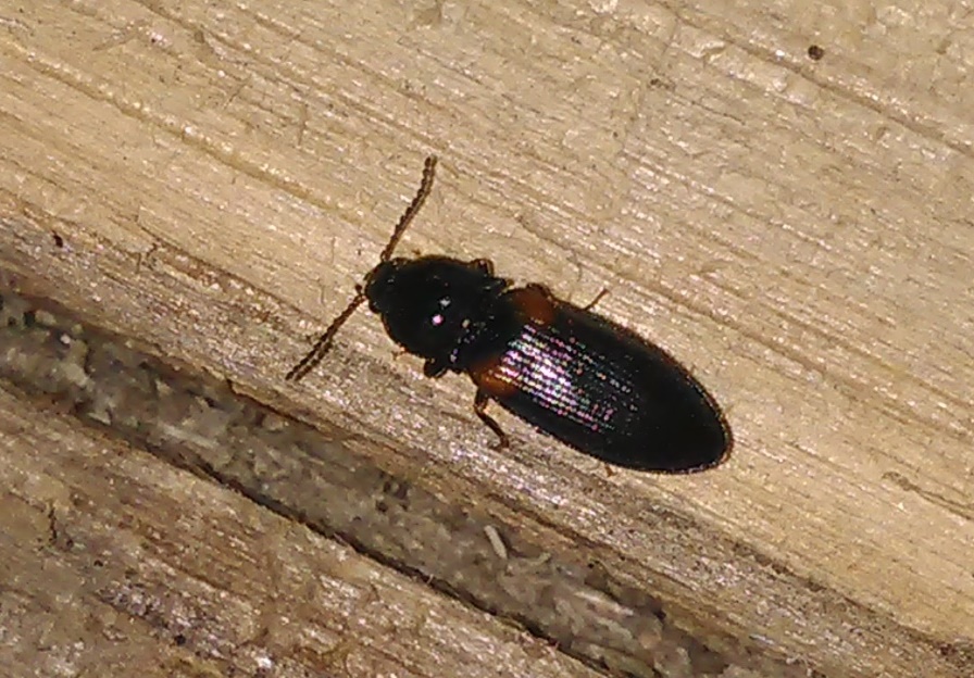 Elateridae - Calambus bipustulatus