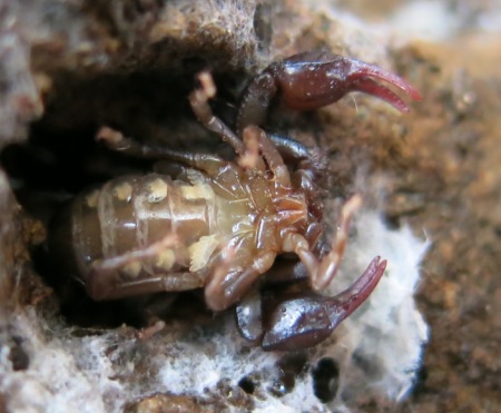 Euscorpiidae da identificare 3?