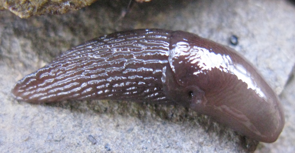 Agriolimacidae da determinare 1 ?