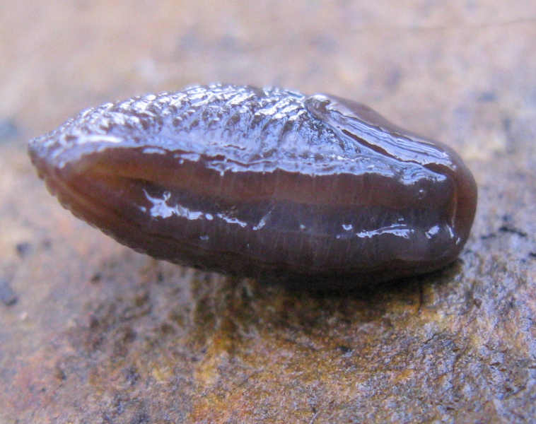 Agriolimacidae da determinare 1 ?