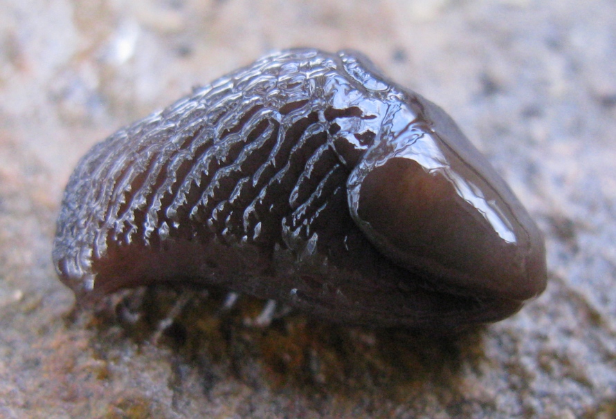 Agriolimacidae da determinare 1 ?