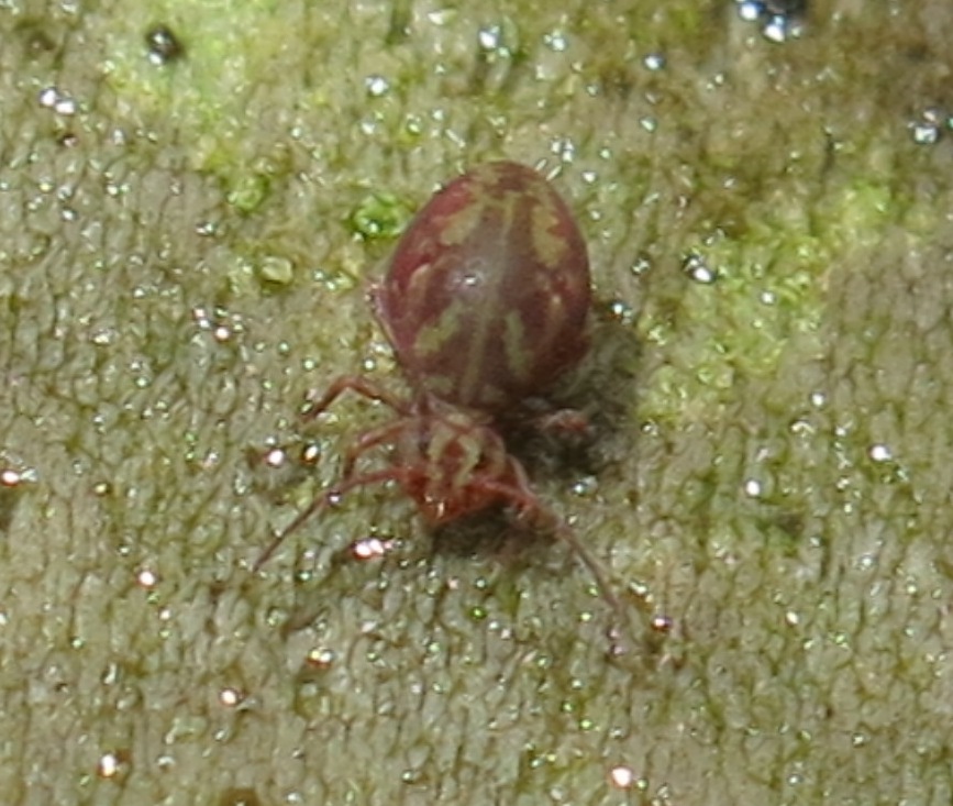 Dicyrtomidae: probabile Dicyrtomina fusca