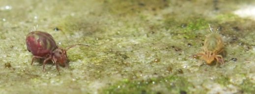 Dicyrtomidae: probabile Dicyrtomina fusca