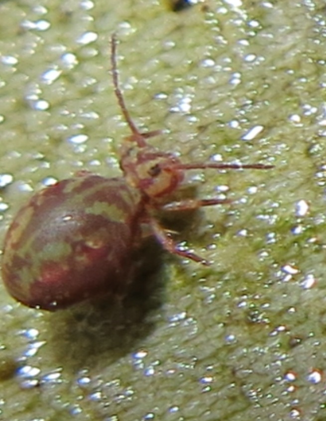 Dicyrtomidae: probabile Dicyrtomina fusca