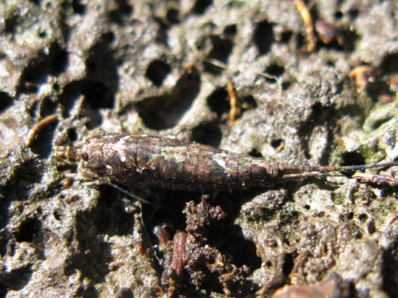 Machilidae da determinare? 2