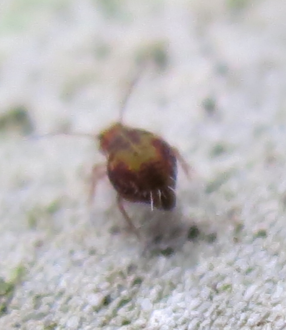 Dicyrtomidae: probabile Dicyrtomina fusca