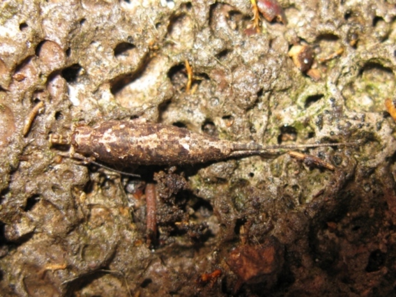 Machilidae da determinare? 2