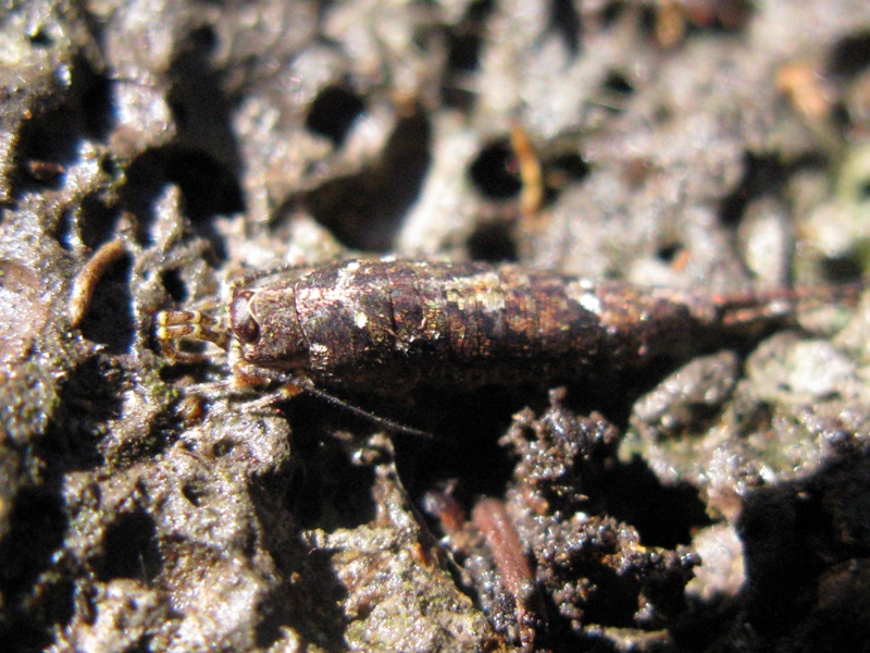 Machilidae da determinare? 2