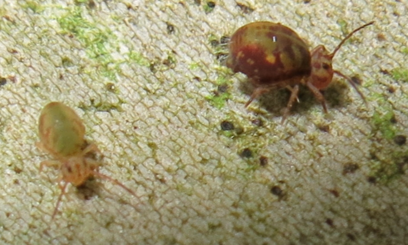 Dicyrtomidae: probabile Dicyrtomina fusca