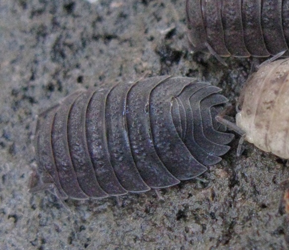 Isopode da identificare? 6 bis
