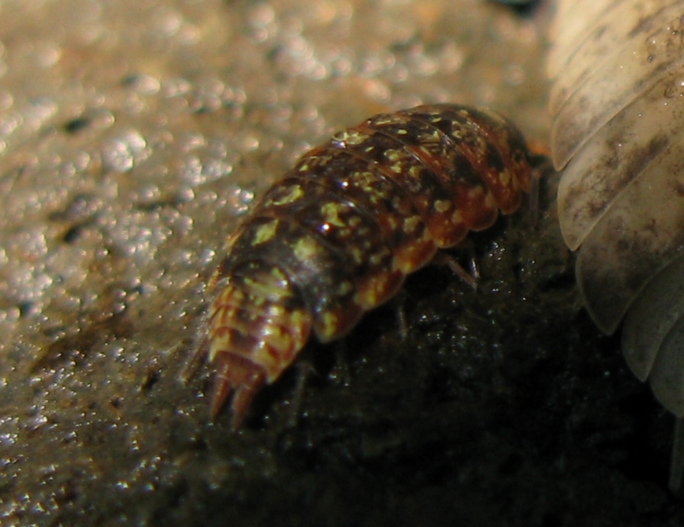 Isopode da identificare: Porcellio
