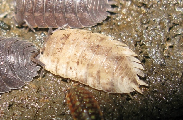 Porcellio 6