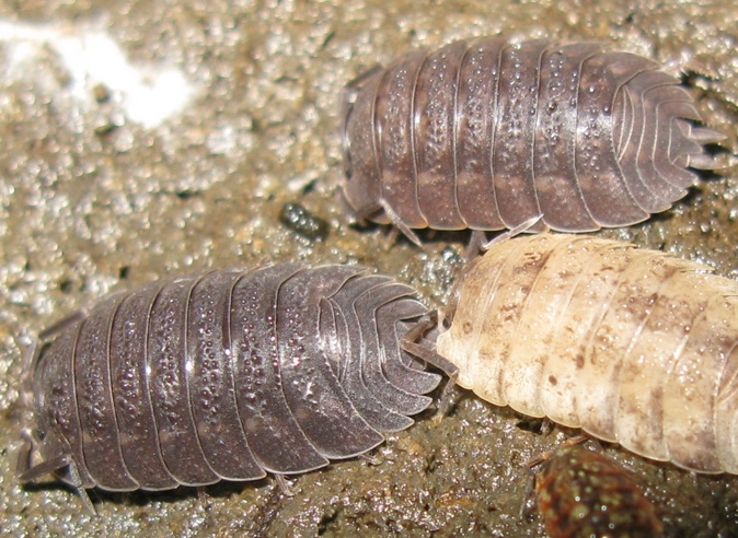 Isopode da identificare? 6 bis
