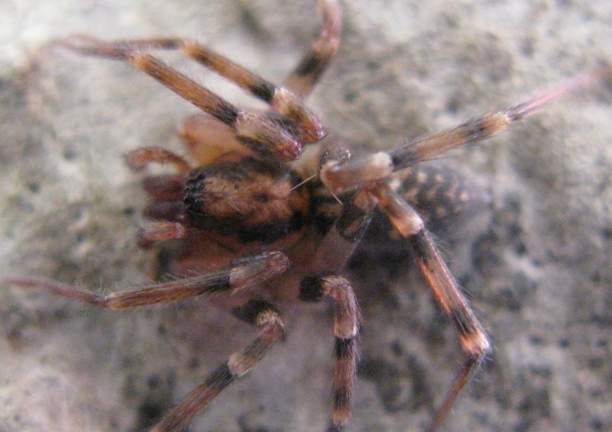 Liocranum rupicola - Acquapendente (VT)