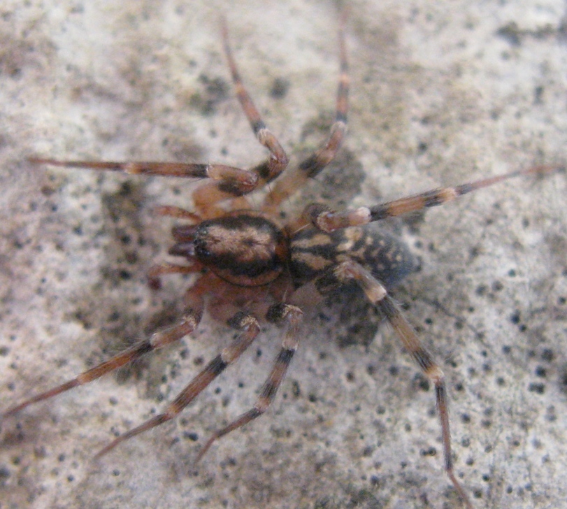 Liocranum rupicola - Acquapendente (VT)