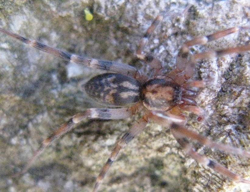 Liocranum rupicola - Acquapendente (VT)