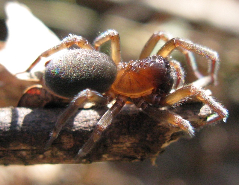 Amaurobius ferox - Acquapendente (VT)