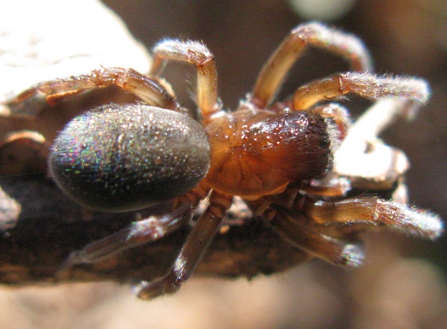 Amaurobius ferox - Acquapendente (VT)