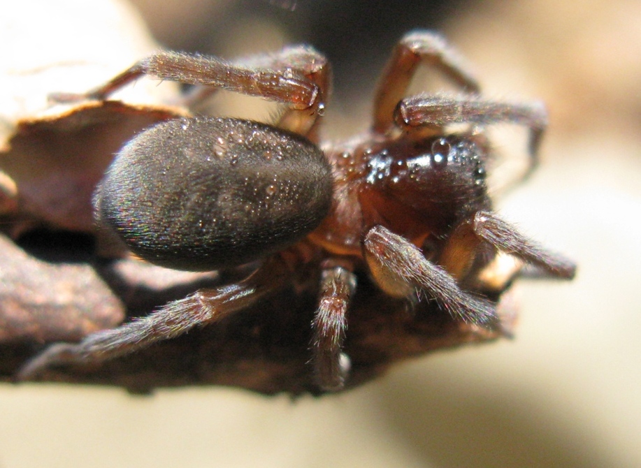 Amaurobius ferox - Acquapendente (VT)