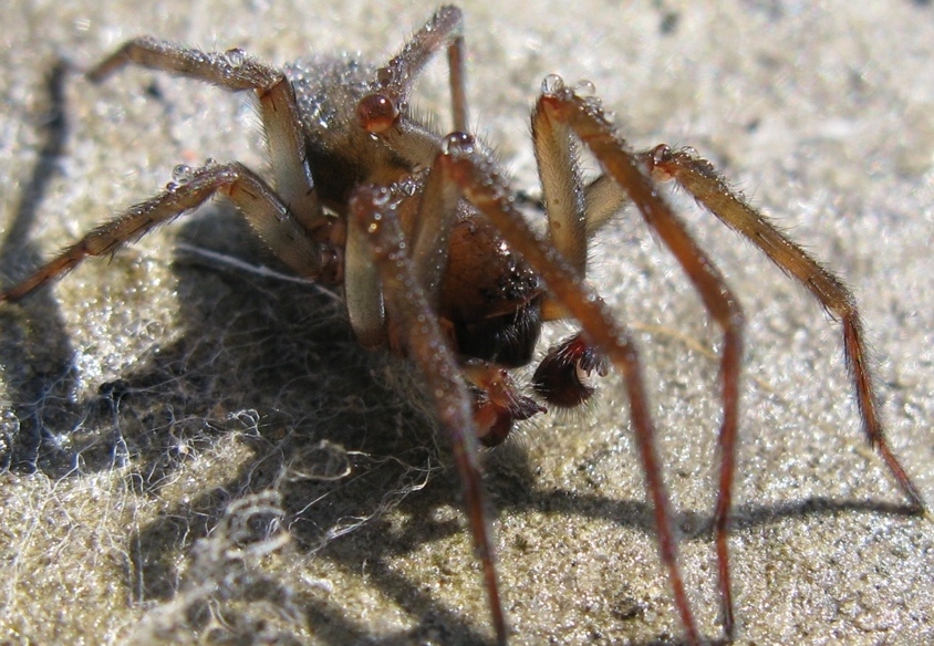 Amaurobius ferox - Acquapendente (VT)