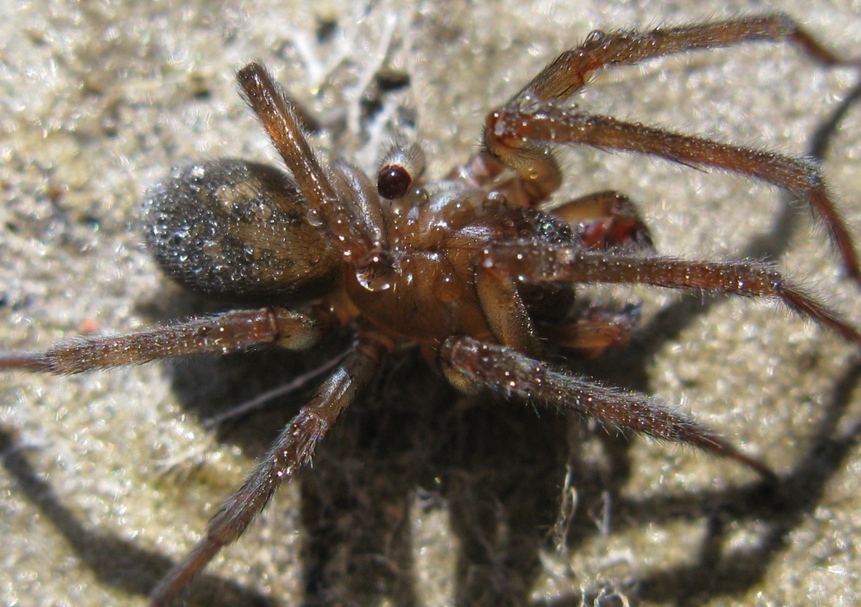 Amaurobius ferox - Acquapendente (VT)