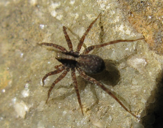 Pardosa lugubris s.l. - Acquapendente (VT)